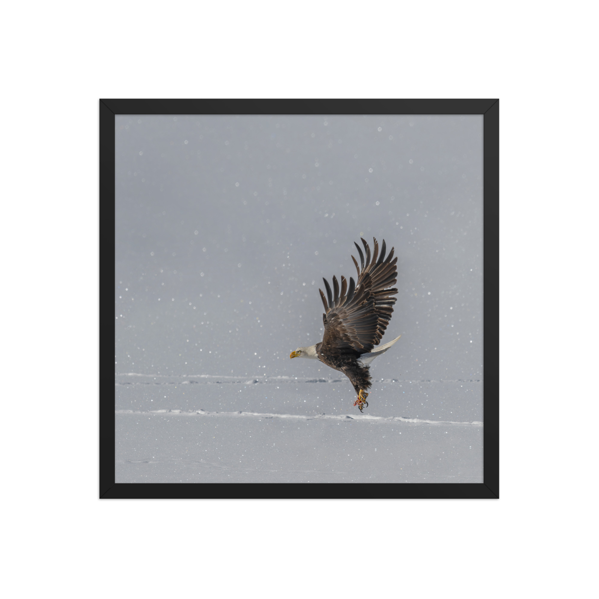 Bald eagle hunting in snow! Framed poster - Image 10