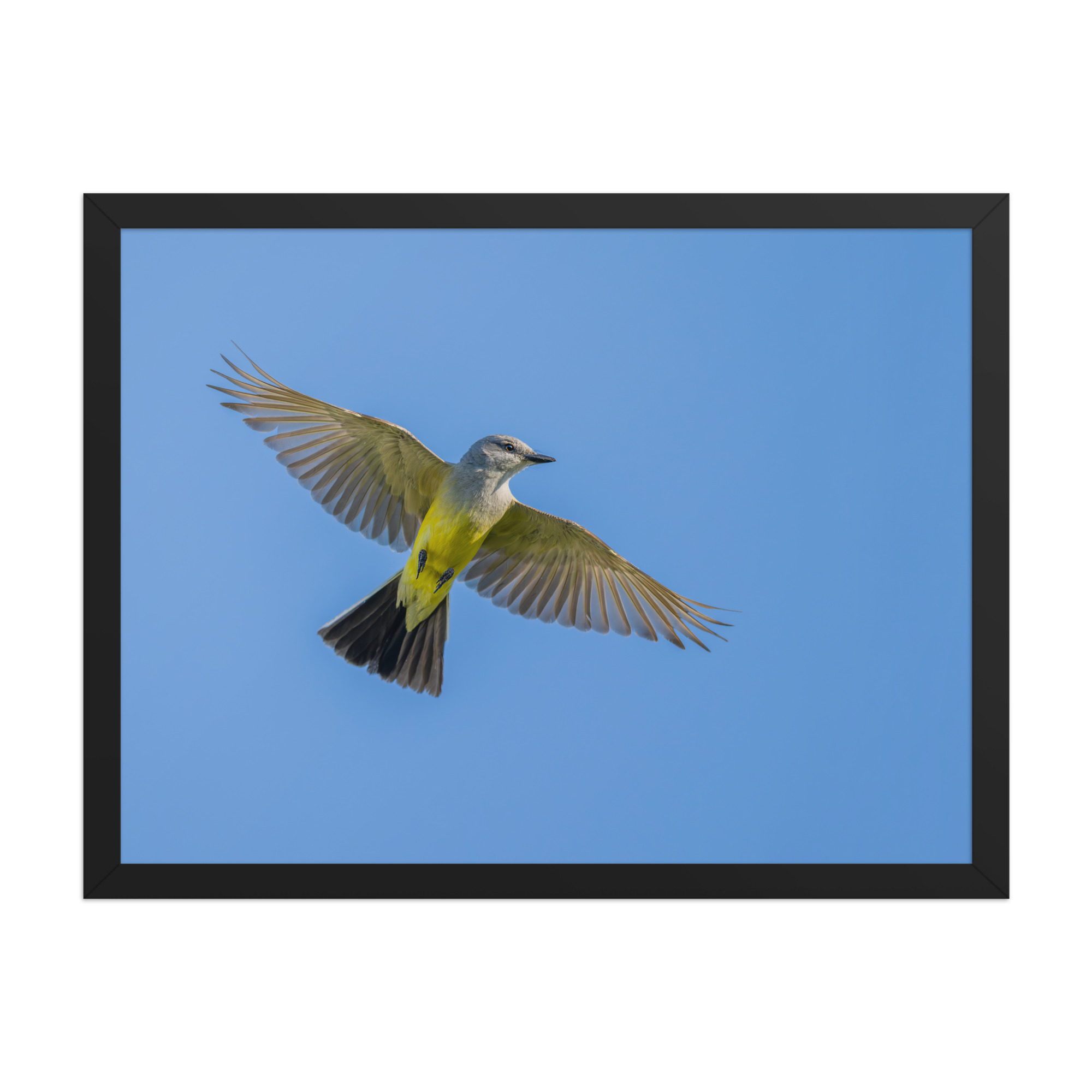 Western kingbird in flight! Framed poster - Image 12