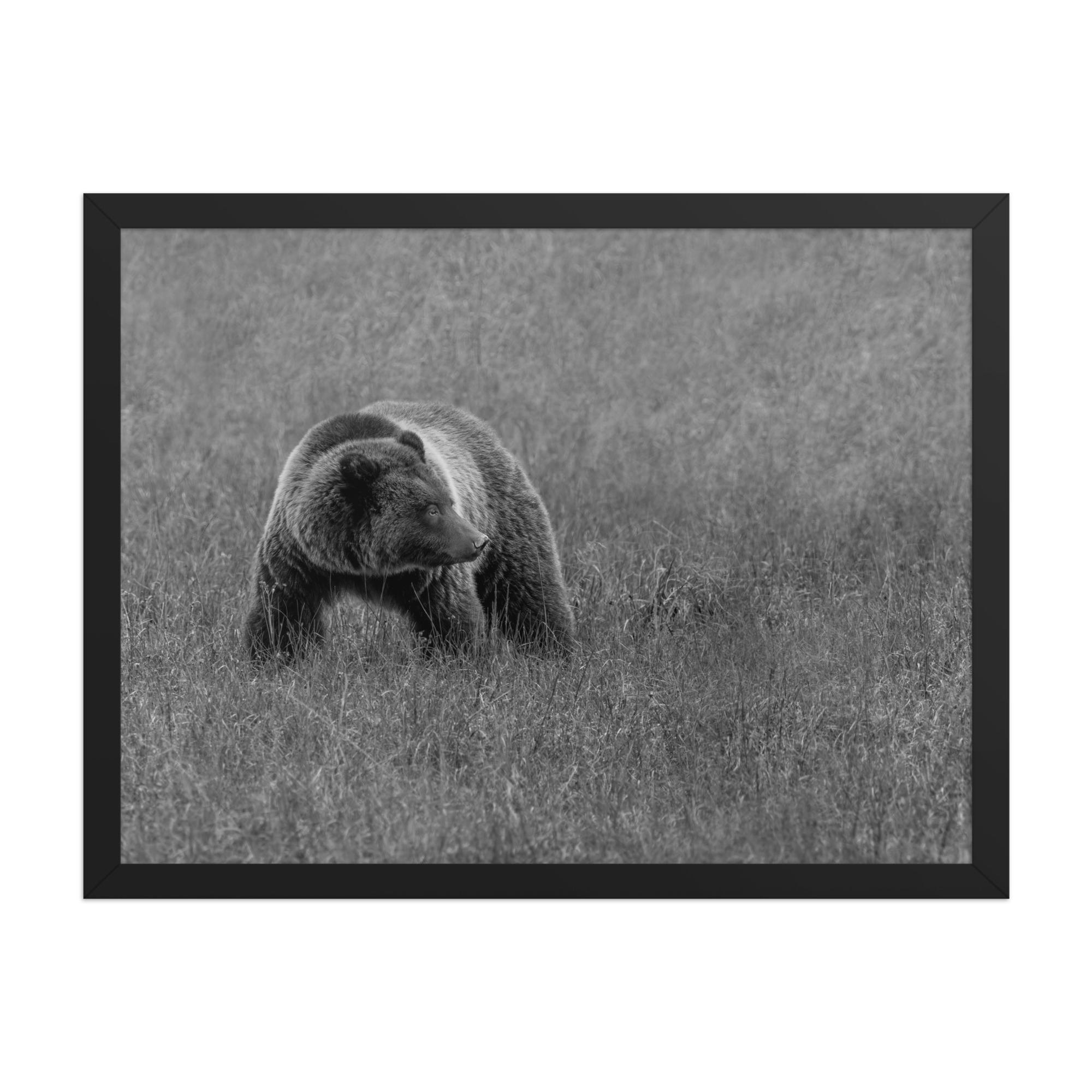 Grizzley bear on Alert! Framed poster - Image 12