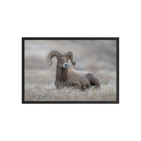 Monarch of Montana Meadows! Framed poster