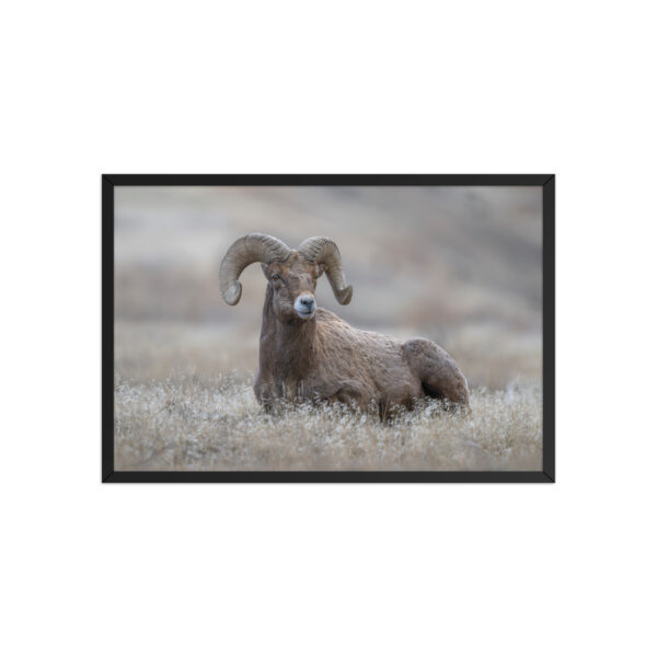 Monarch of Montana Meadows! Framed poster