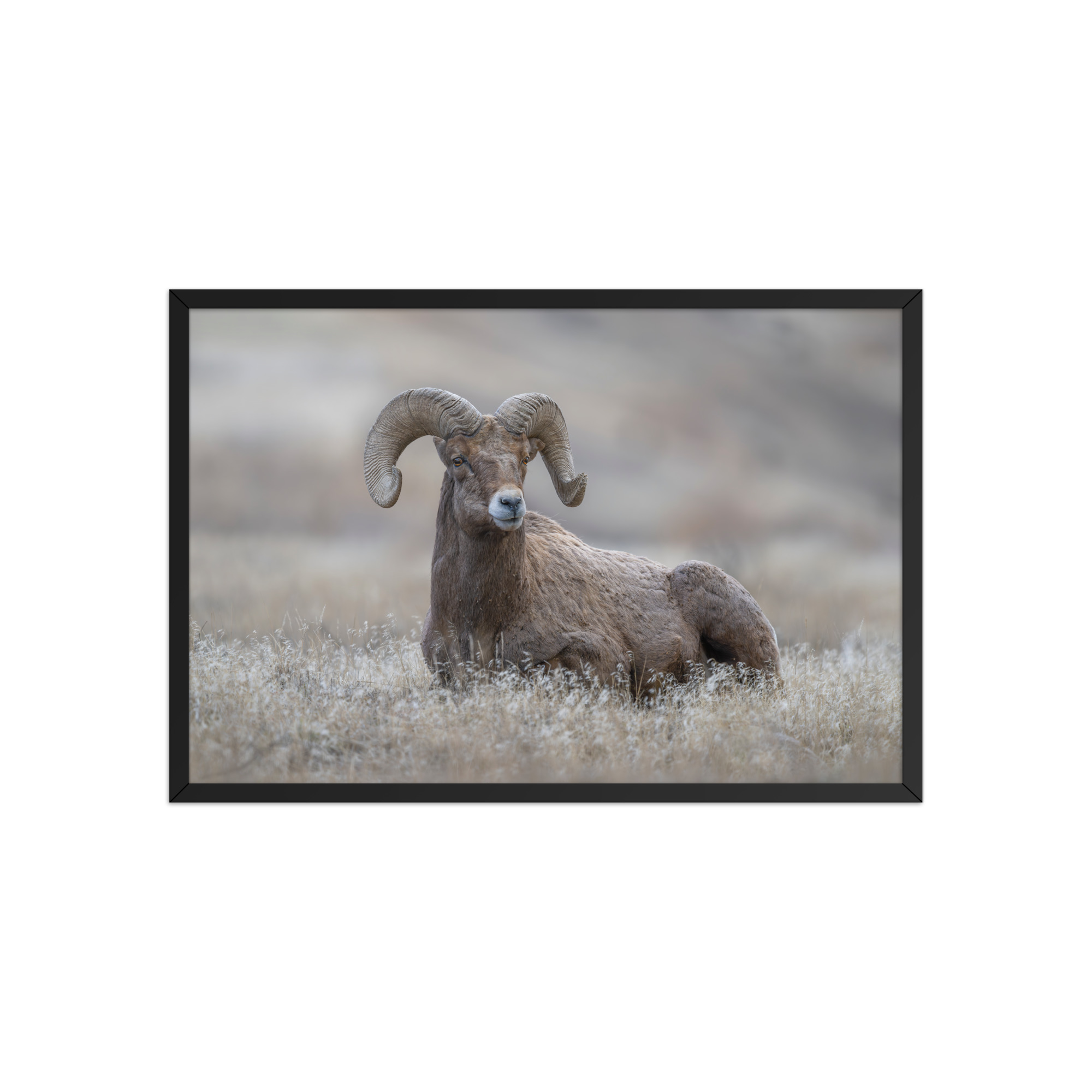 Monarch of Montana Meadows! Framed poster