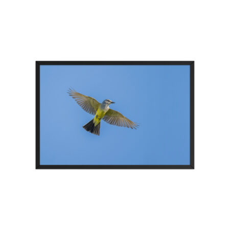 Western kingbird in flight! Framed poster