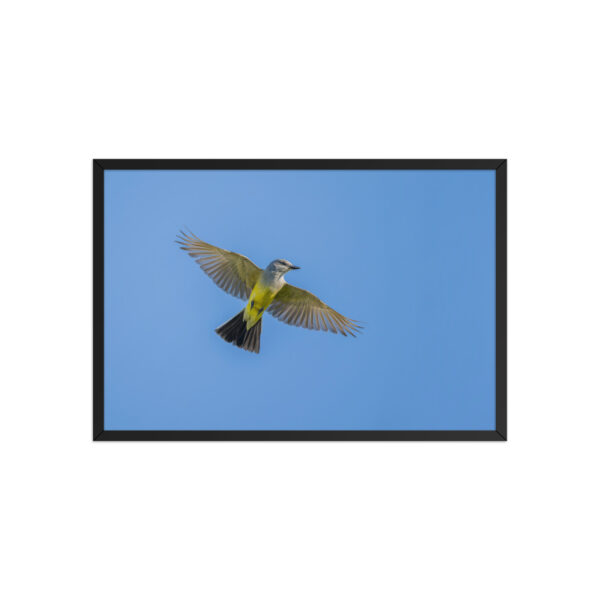Western kingbird in flight! Framed poster