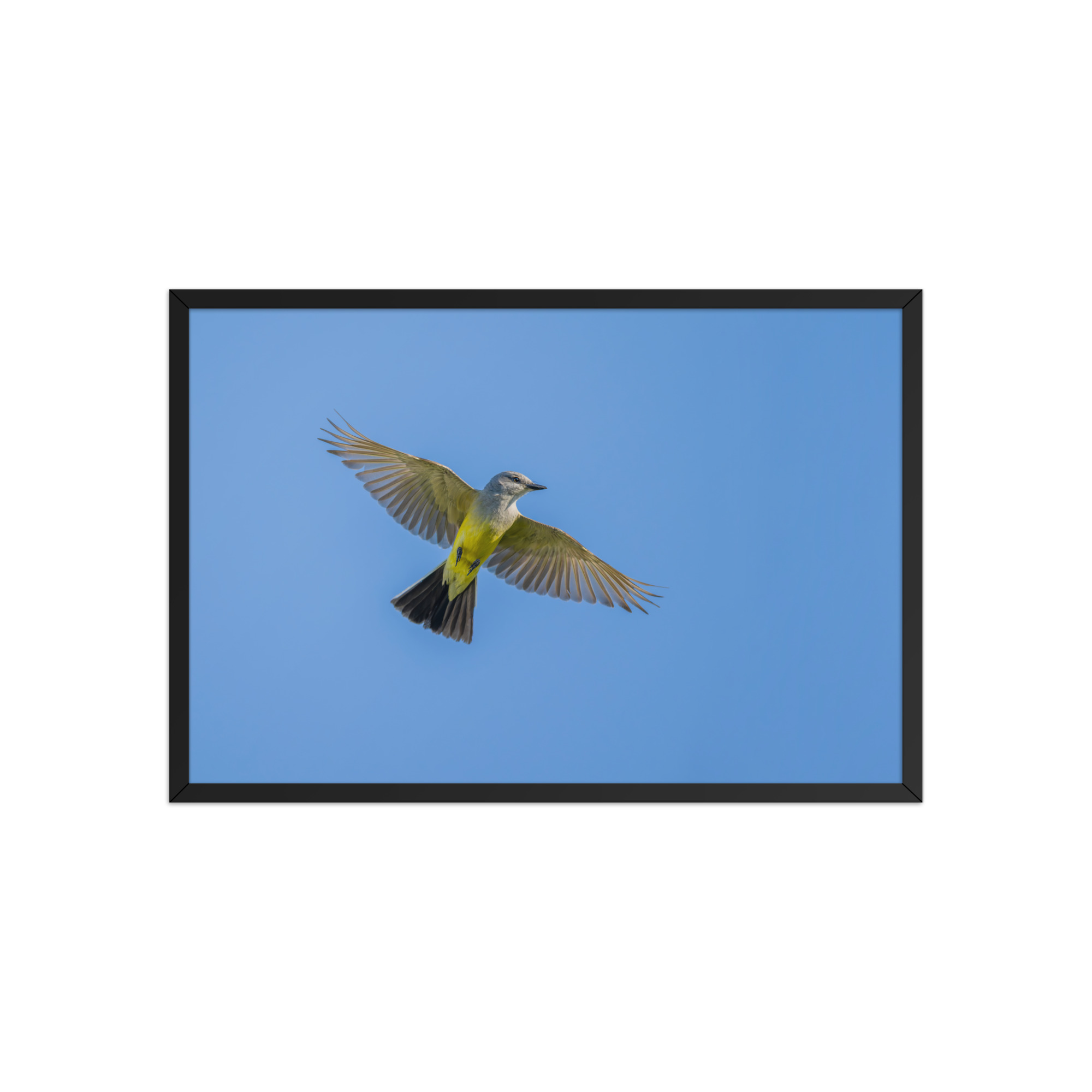 Western kingbird in flight! Framed poster