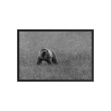 Grizzley bear on Alert! Framed poster