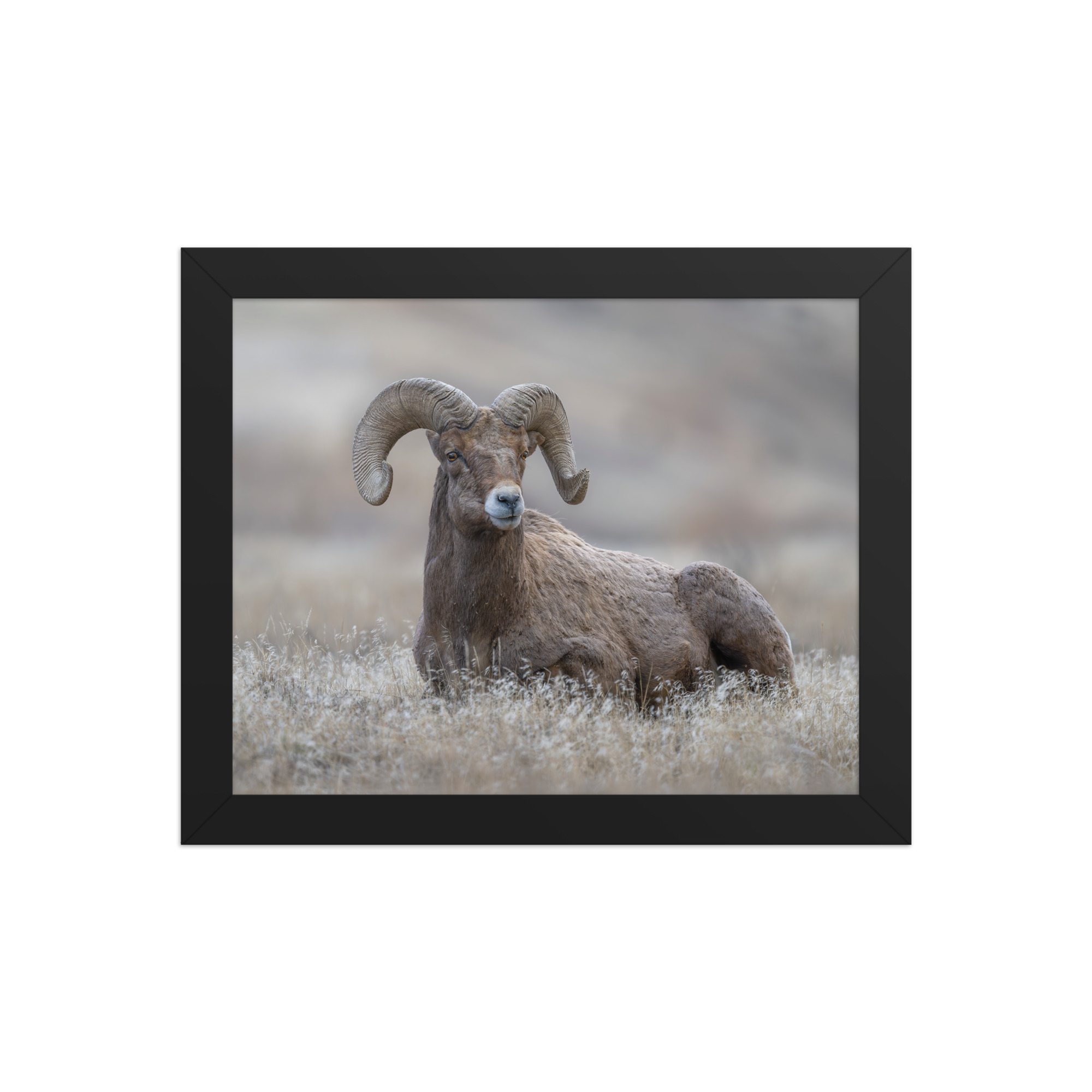 Monarch of Montana Meadows! Framed poster - Image 2