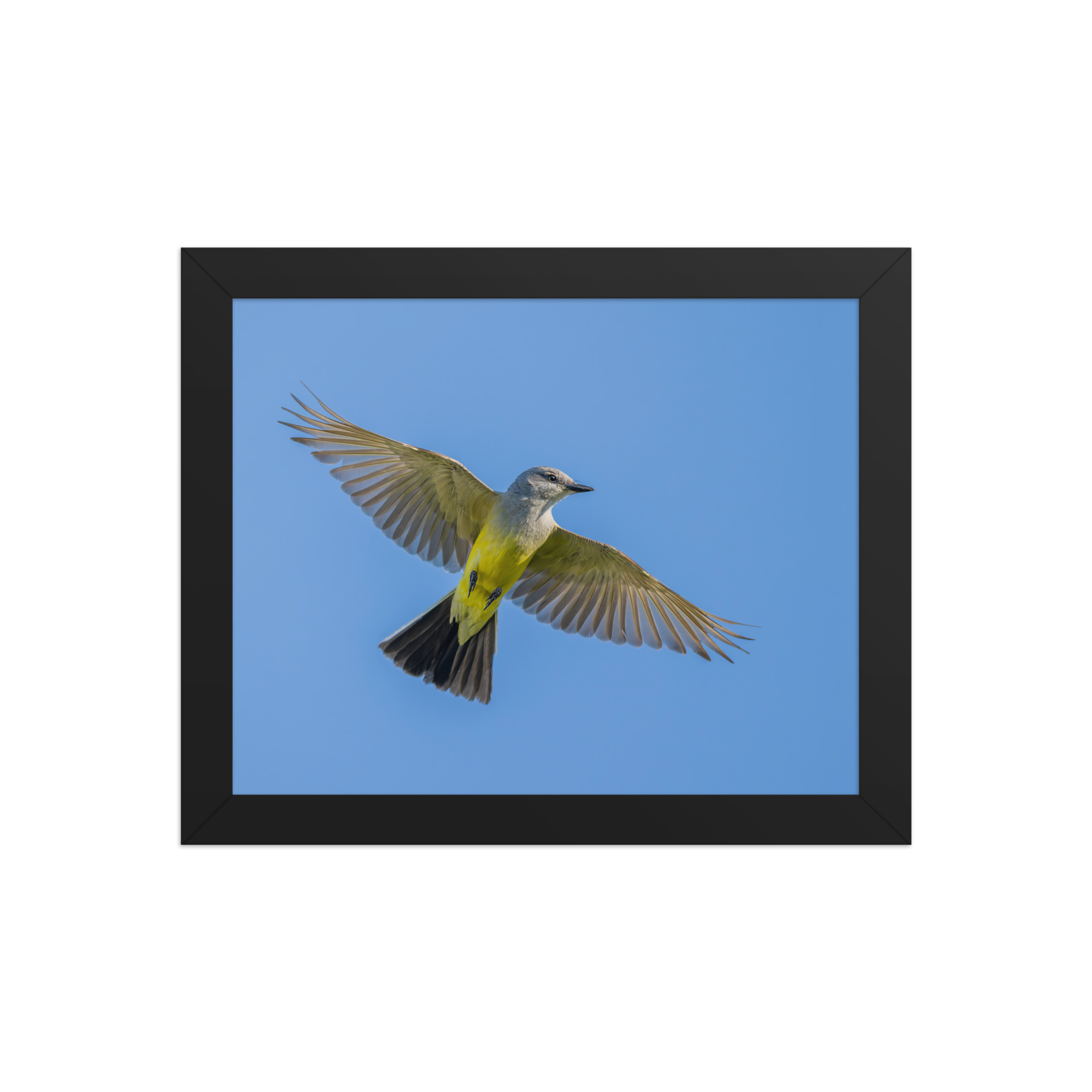 Western kingbird in flight! Framed poster - Image 2
