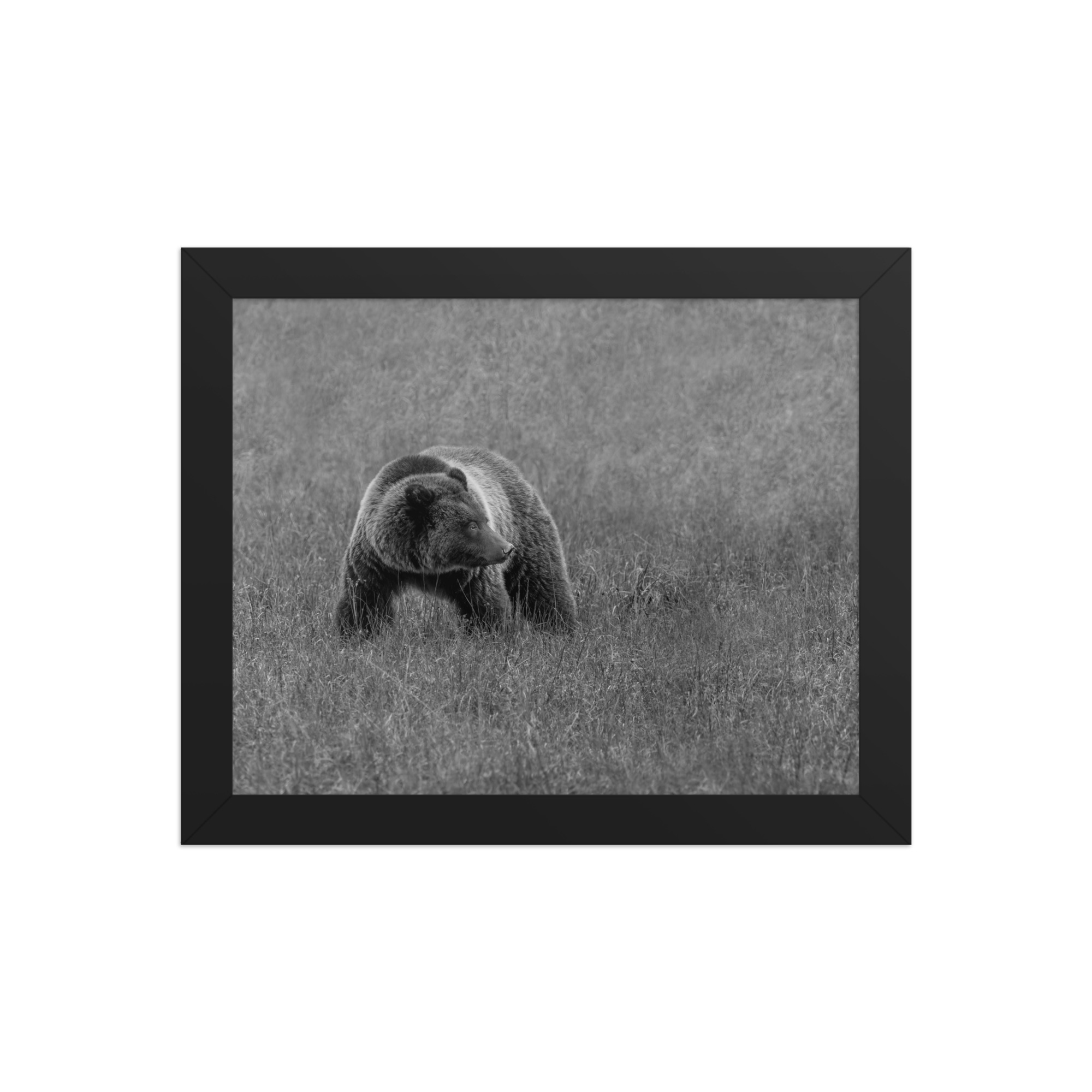 Grizzley bear on Alert! Framed poster - Image 2