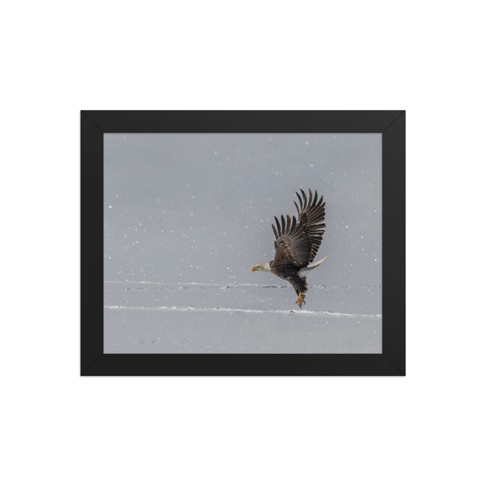 Bald eagle hunting in snow! Framed poster - Image 2