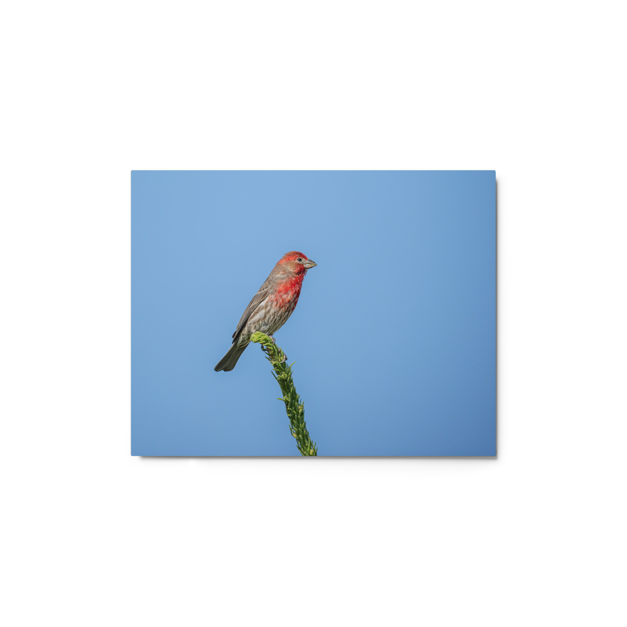 Male House Finch! Metal prints - Image 2