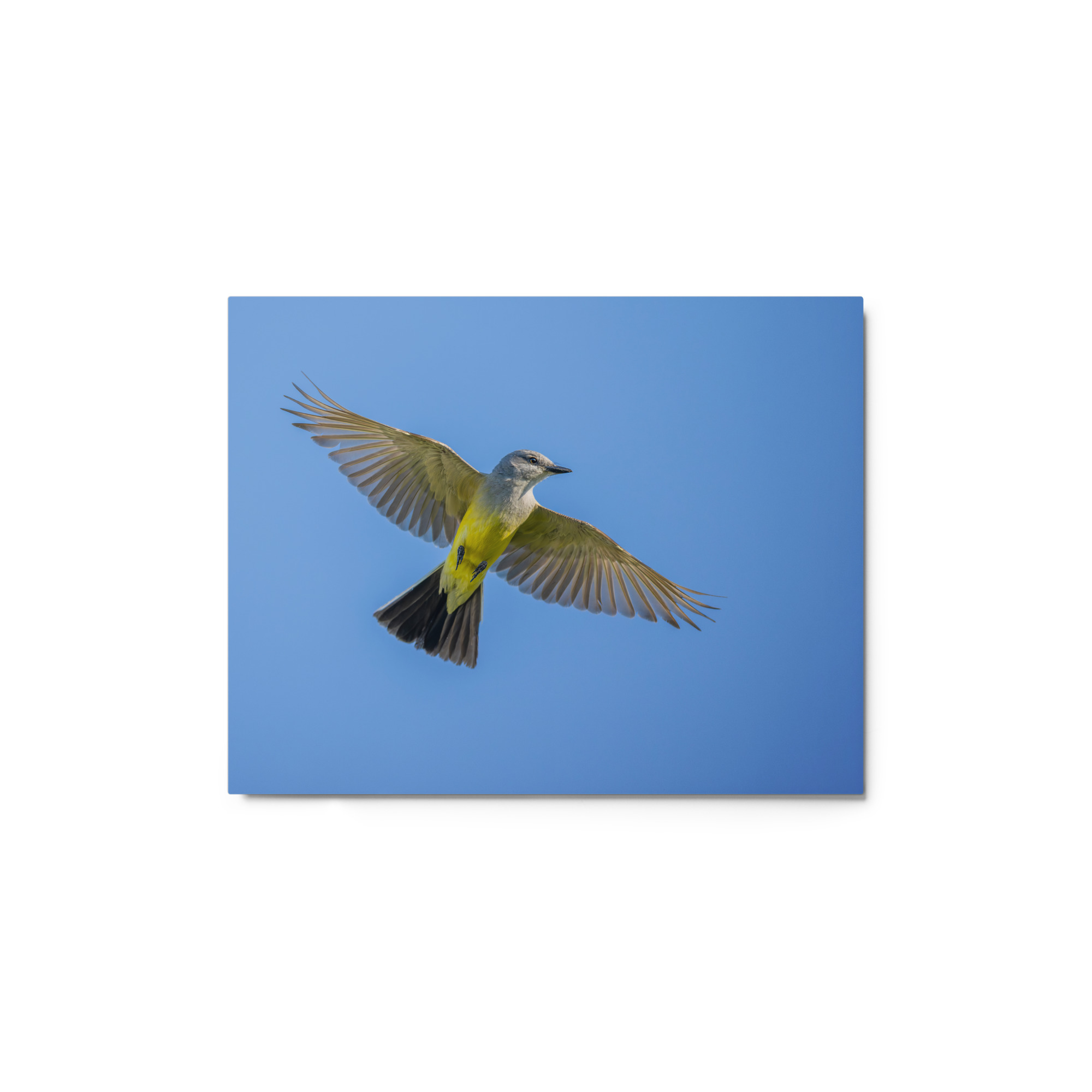 Western kingbird in flight! Metal prints - Image 3