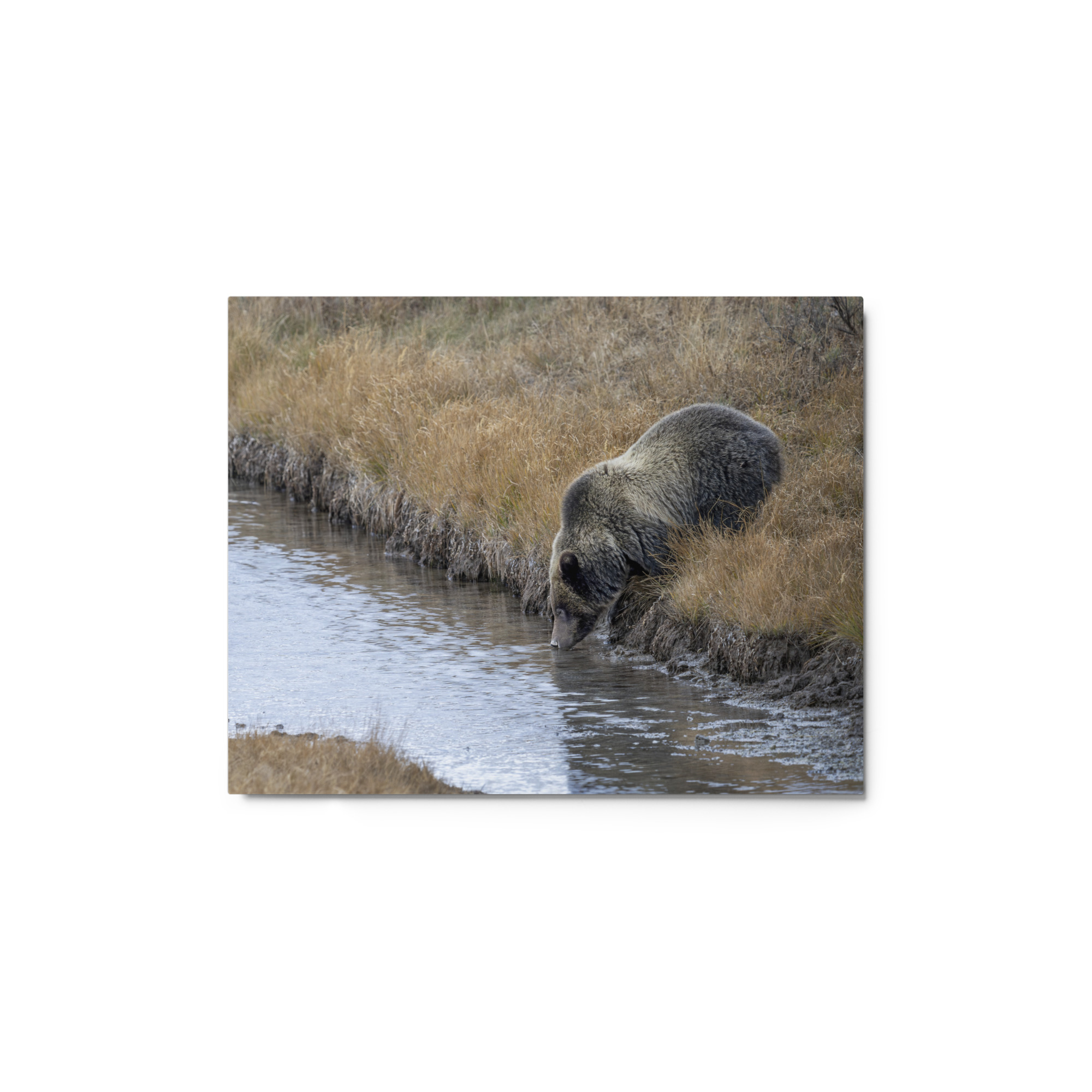 Grizzly bear quenching thirst! Metal prints - Image 2