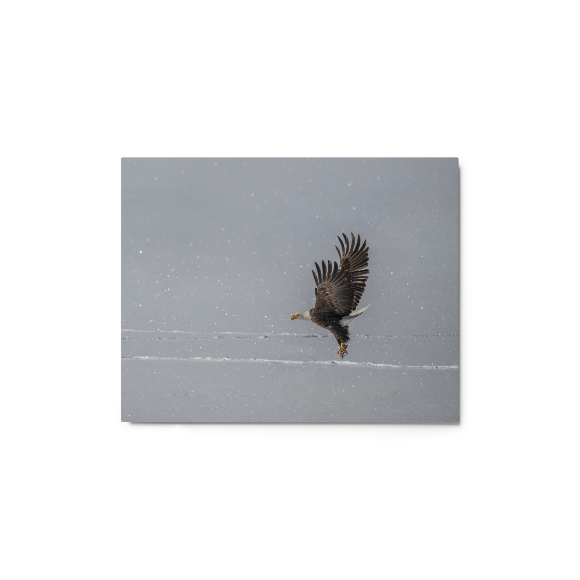 Bald eagle hunting in snow! Metal prints - Image 2