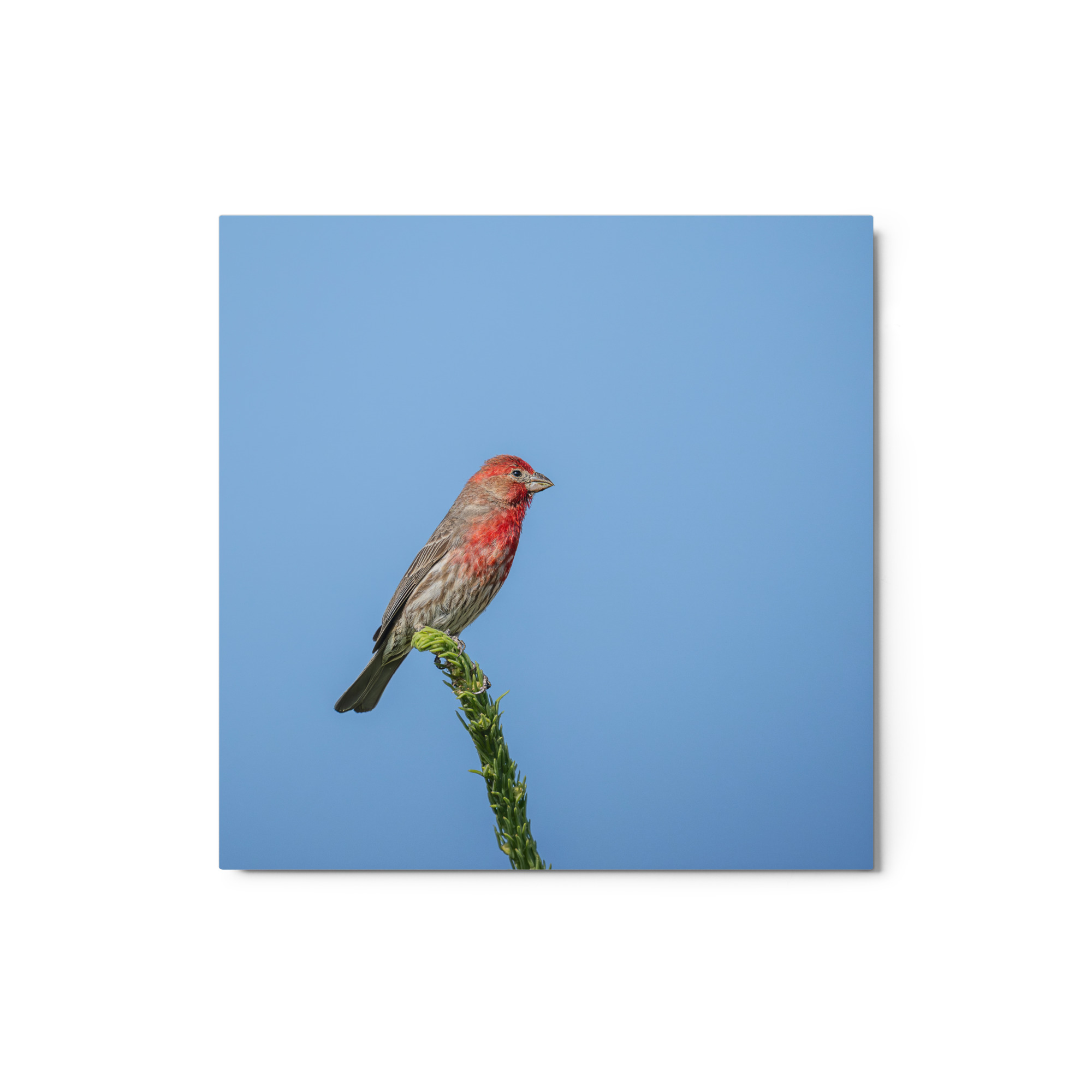 Male House Finch! Metal prints - Image 3