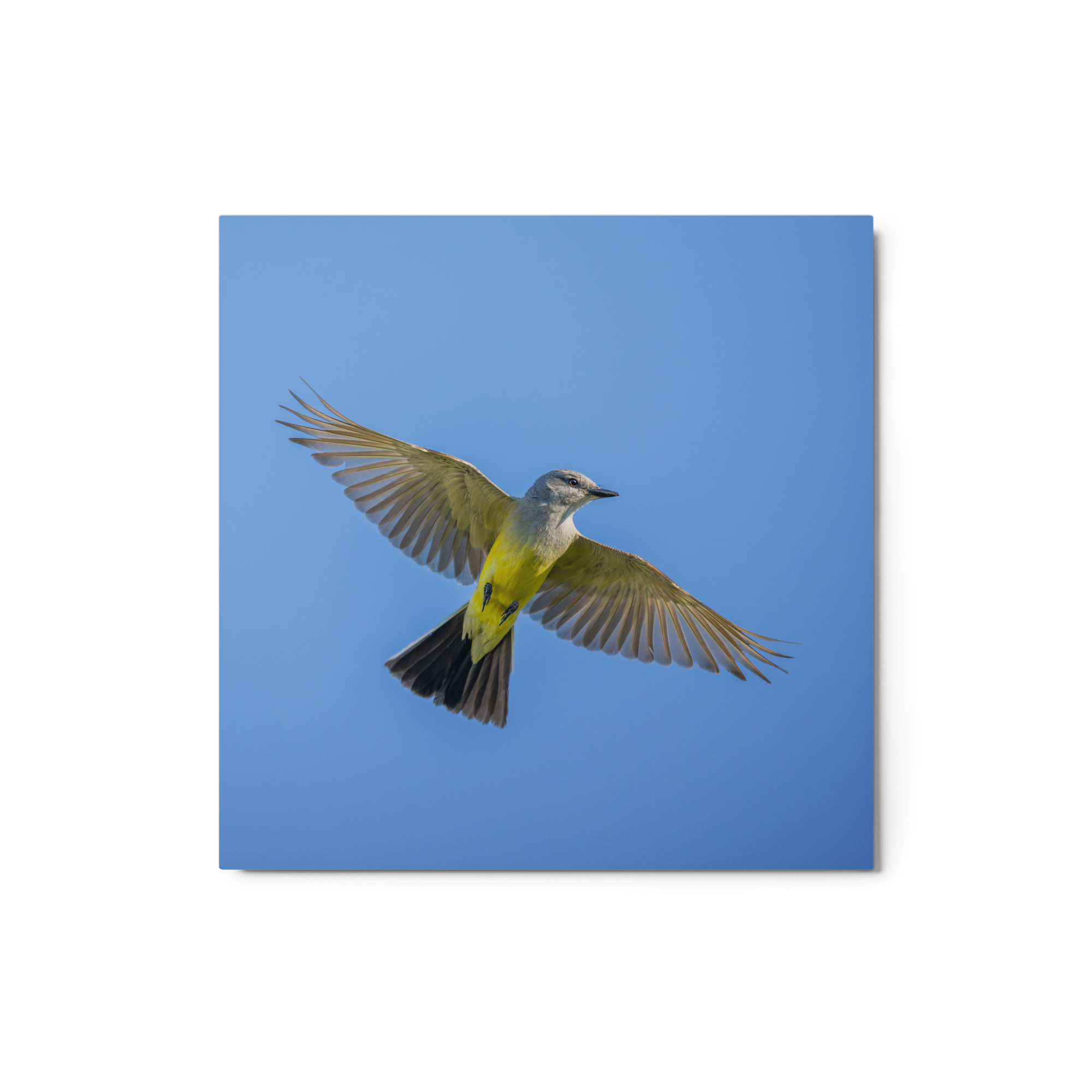 Western kingbird in flight! Metal prints - Image 4