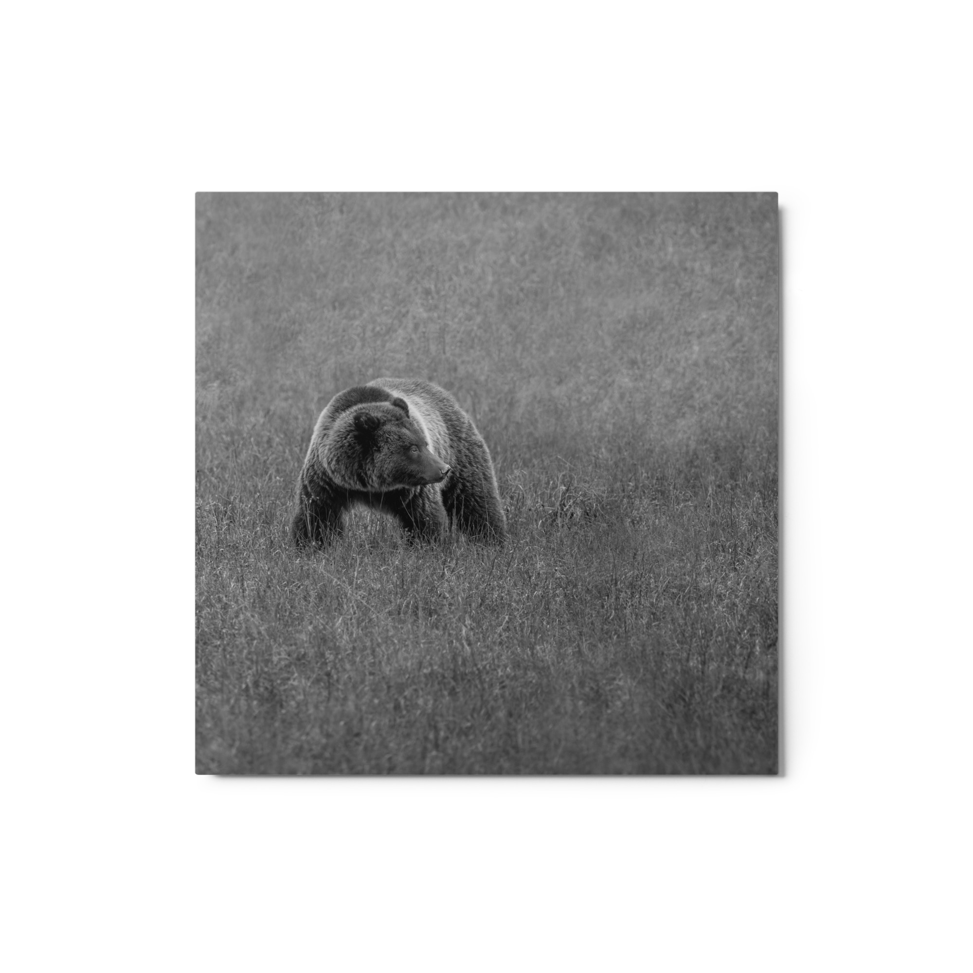 Grizzley bear on Alert! Metal prints - Image 3