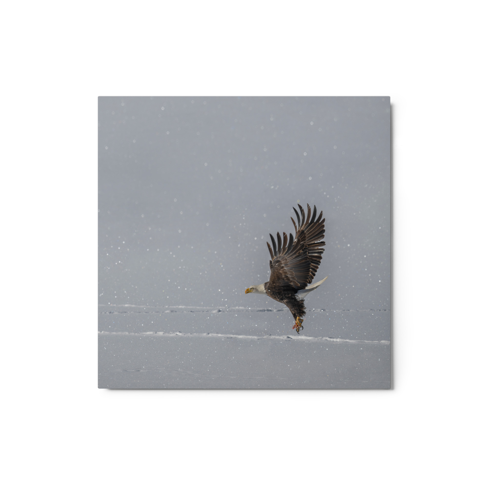 Bald eagle hunting in snow! Metal prints - Image 3