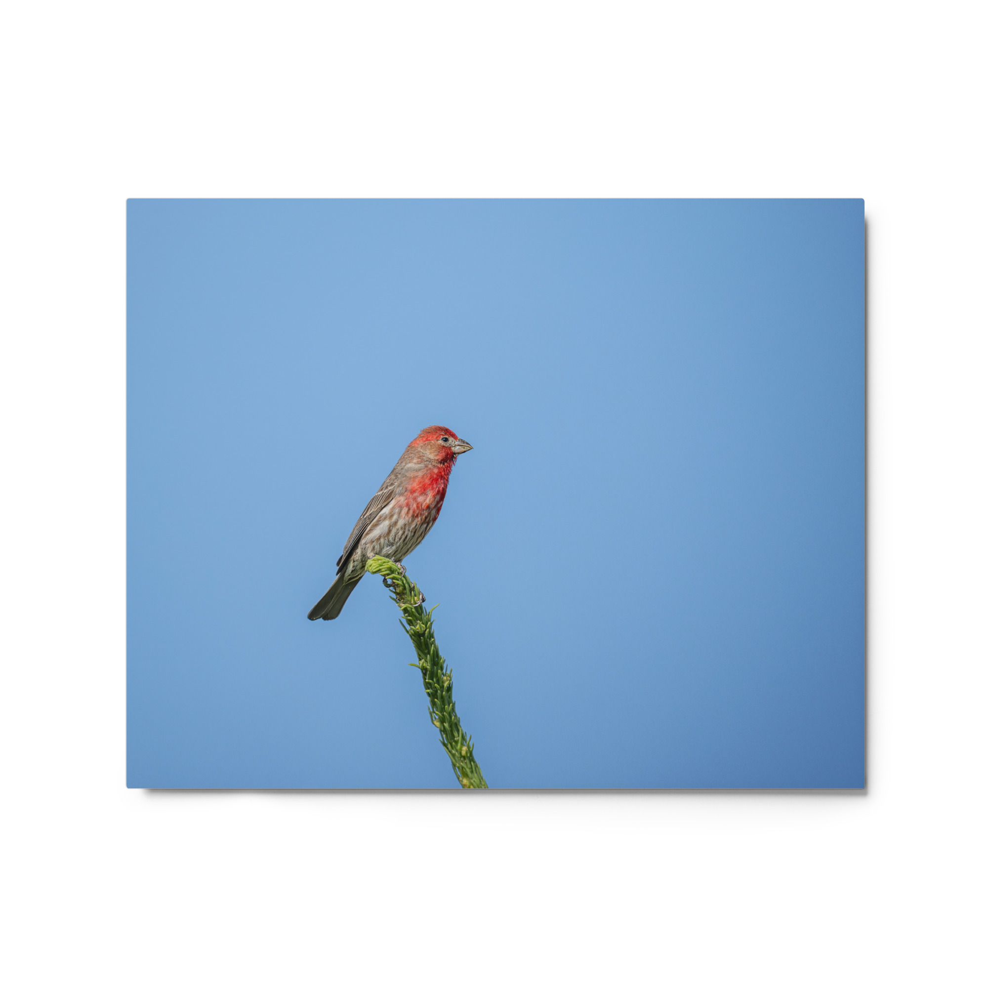 Male House Finch! Metal prints - Image 4