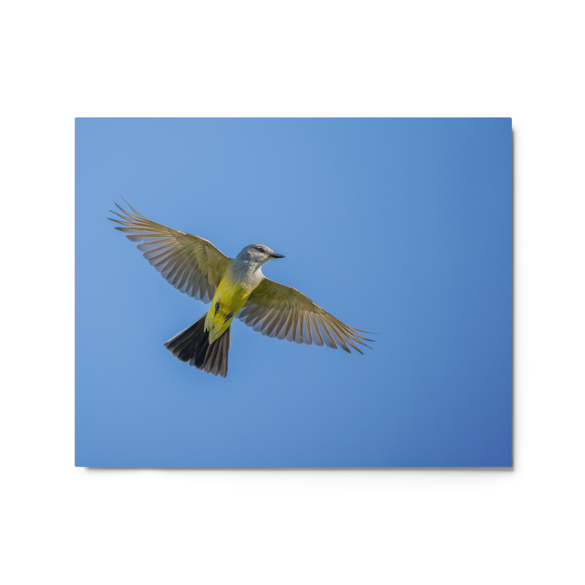 Western kingbird in flight! Metal prints - Image 5