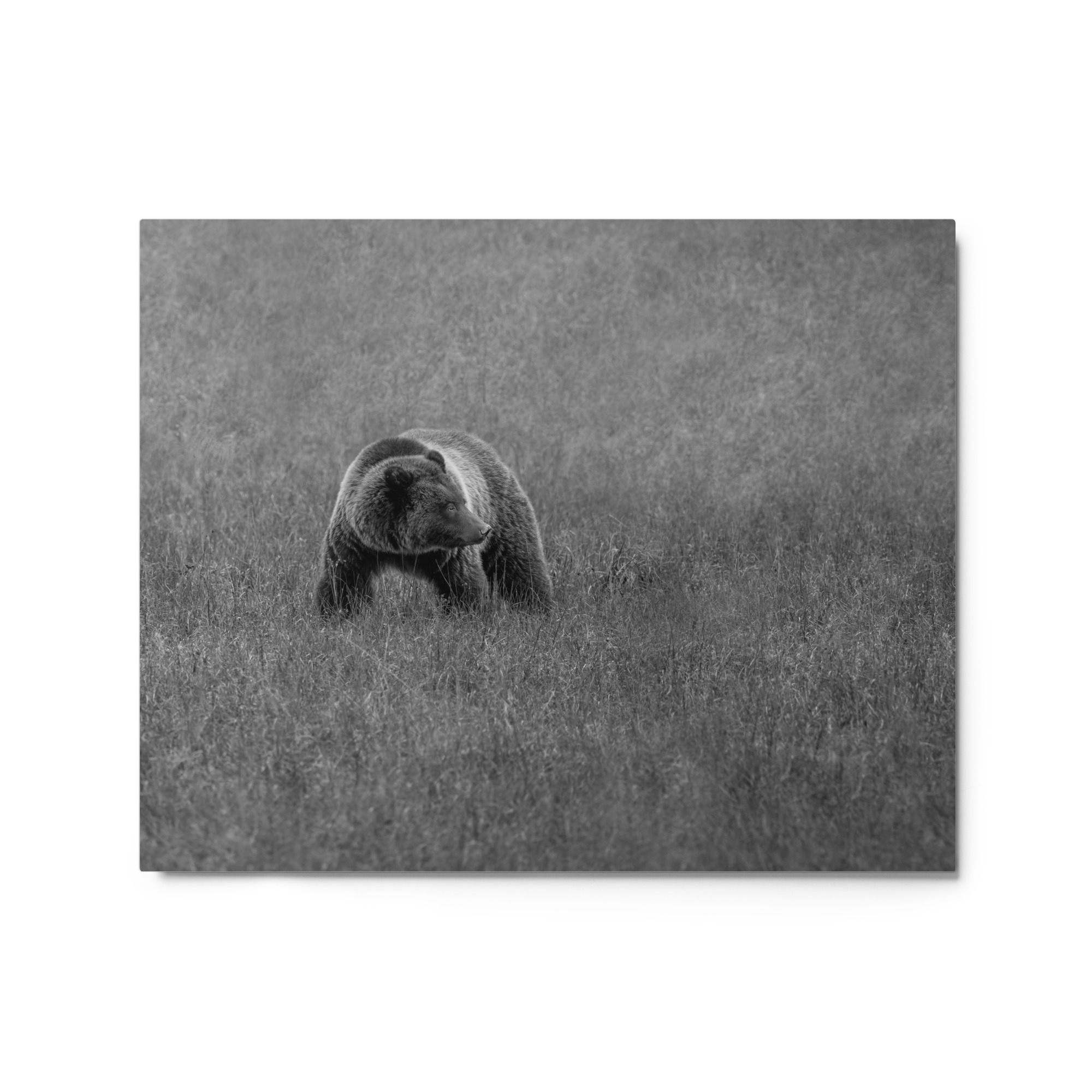Grizzley bear on Alert! Metal prints - Image 4