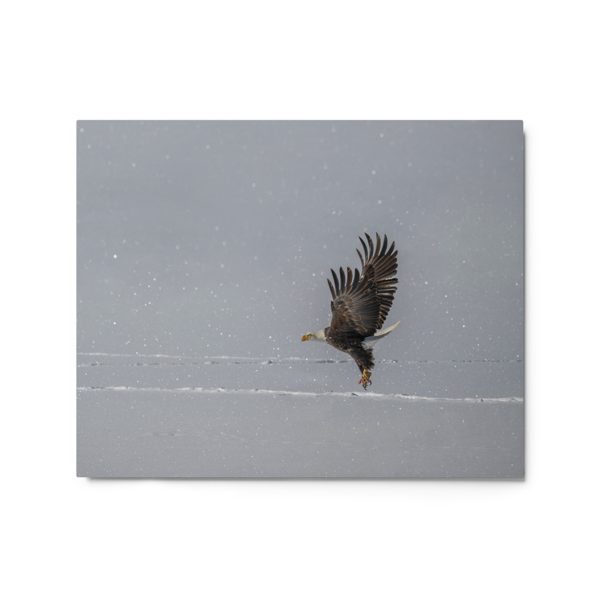Bald eagle hunting in snow! Metal prints - Image 4