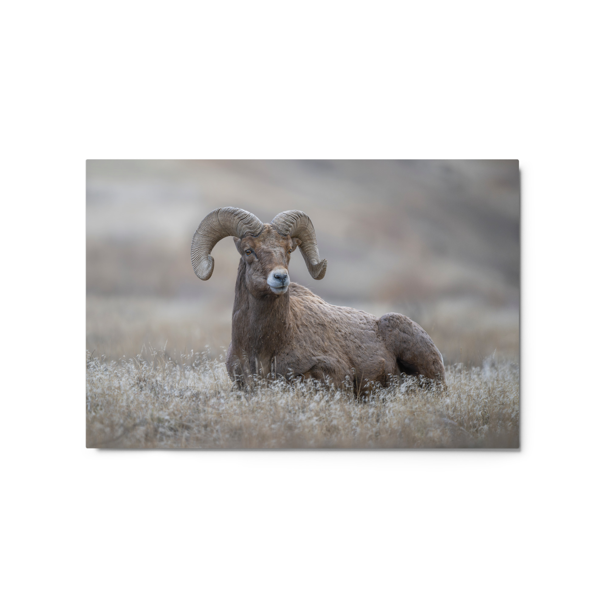 Monarch of Montana Meadows! Metal prints - Image 4