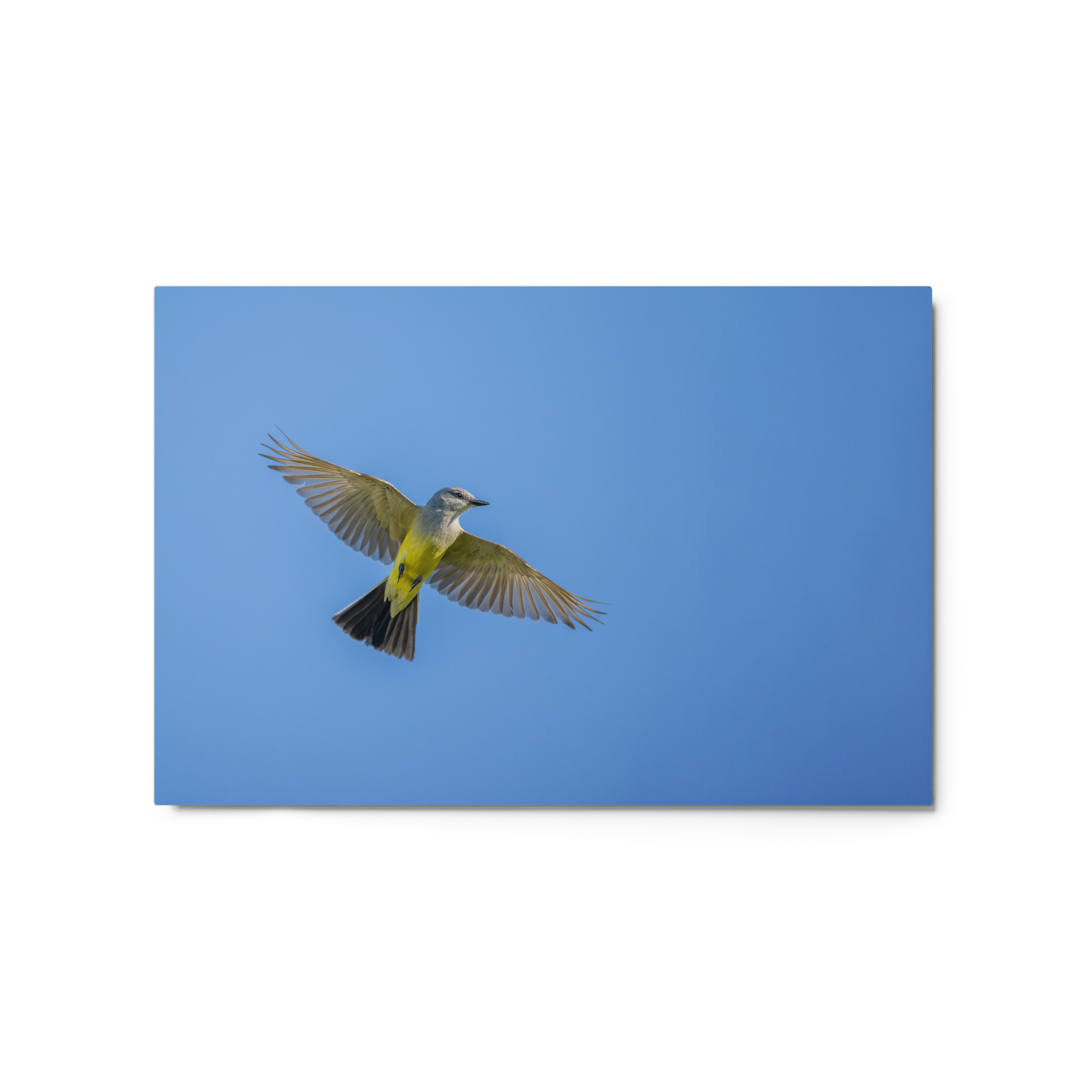 Western kingbird in flight! Metal prints
