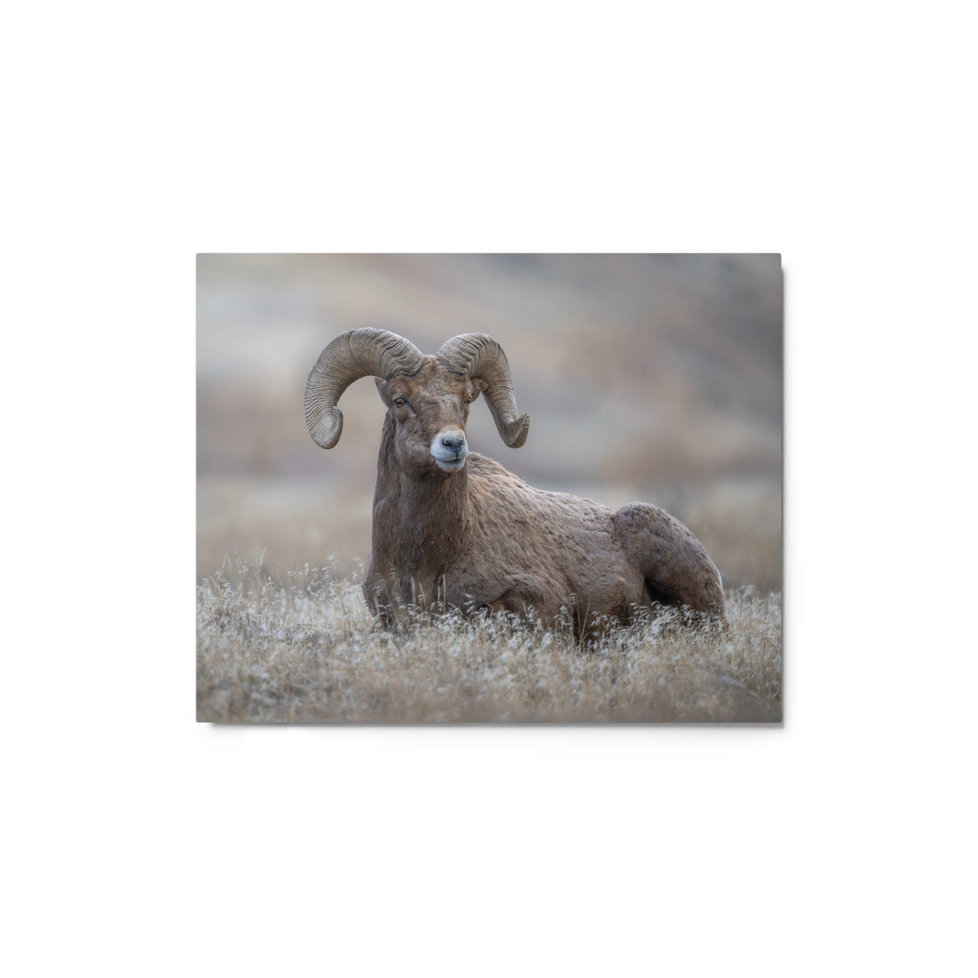 Monarch of Montana Meadows! Metal prints