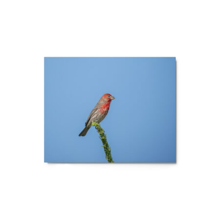 Male House Finch! Metal prints