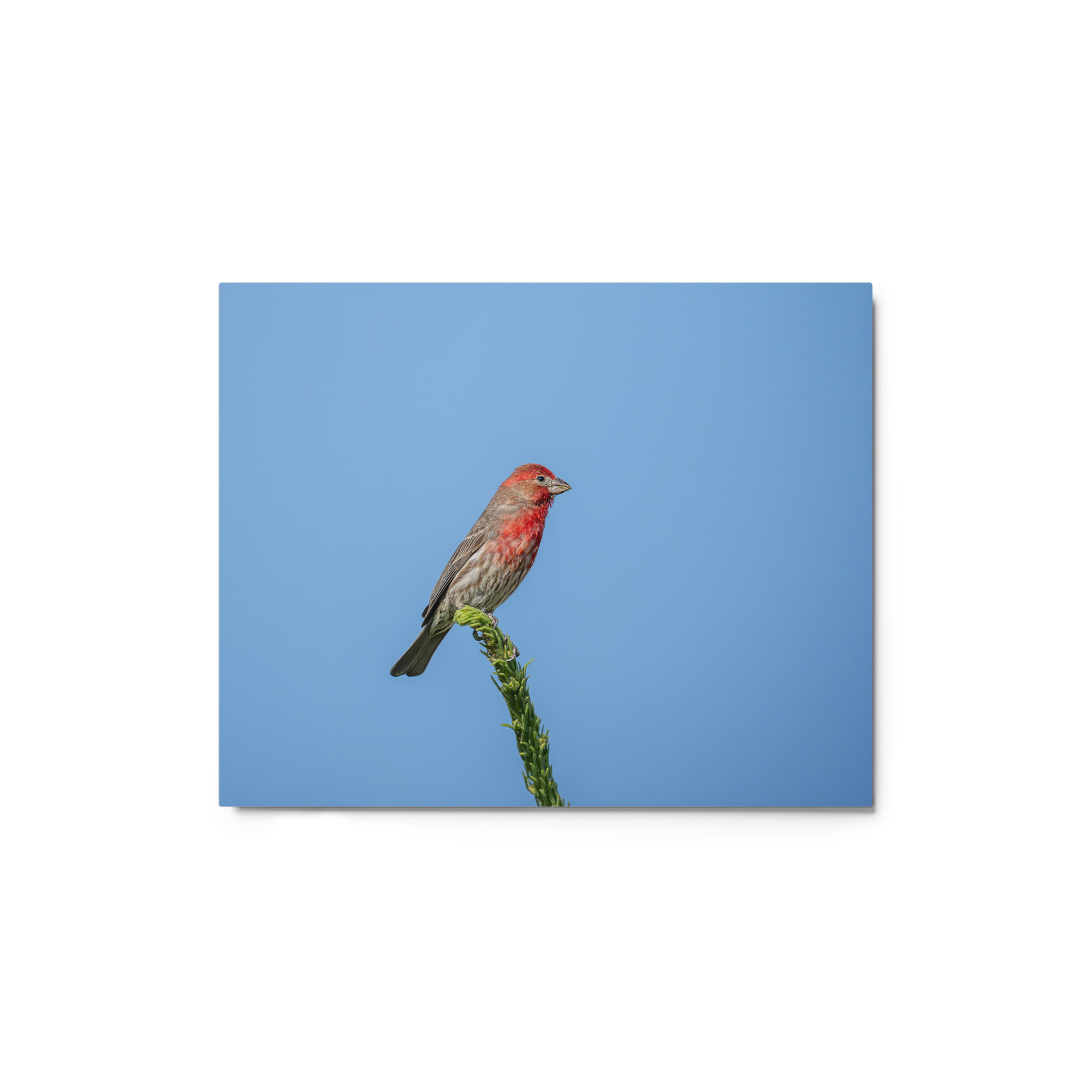 Male House Finch! Metal prints