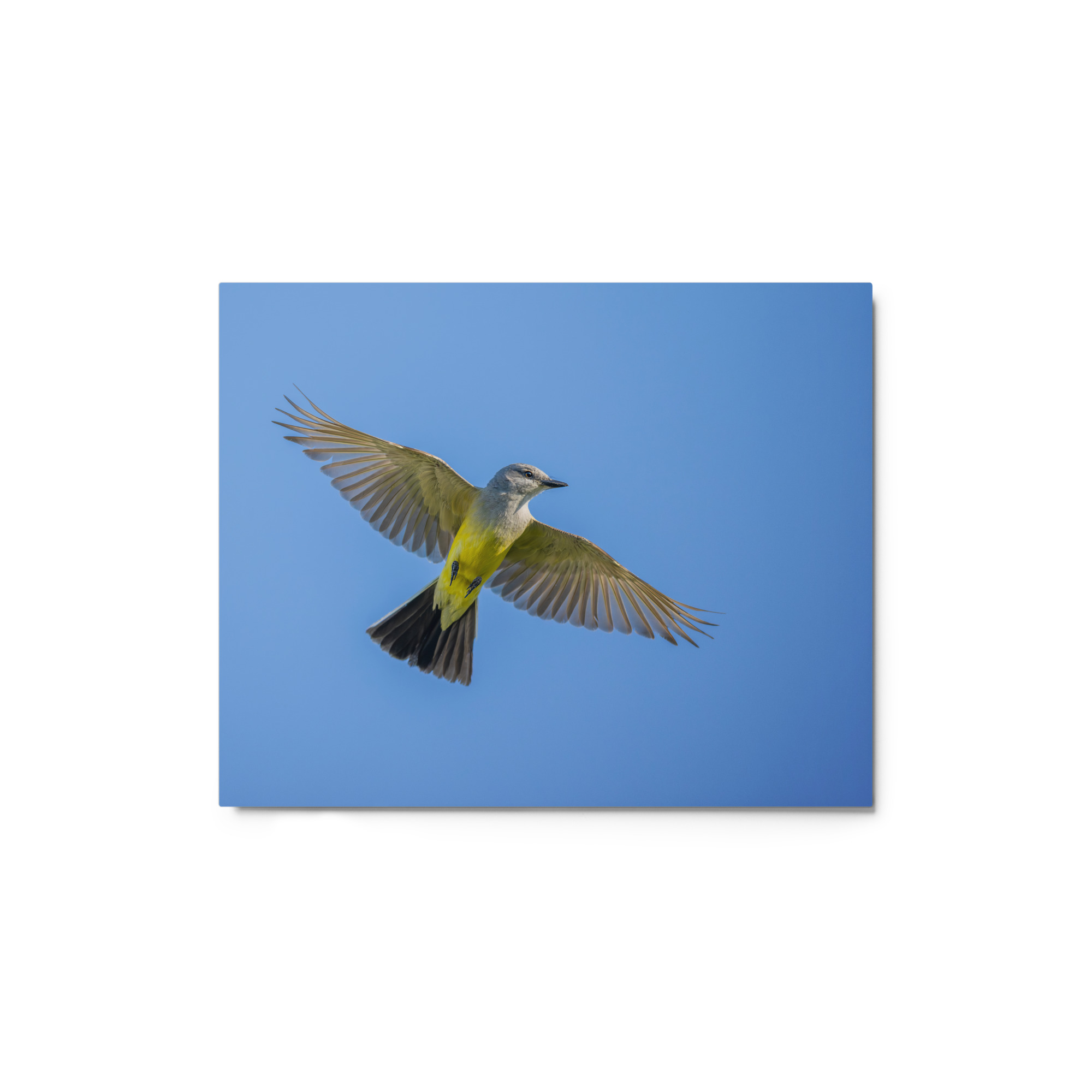 Western kingbird in flight! Metal prints - Image 2