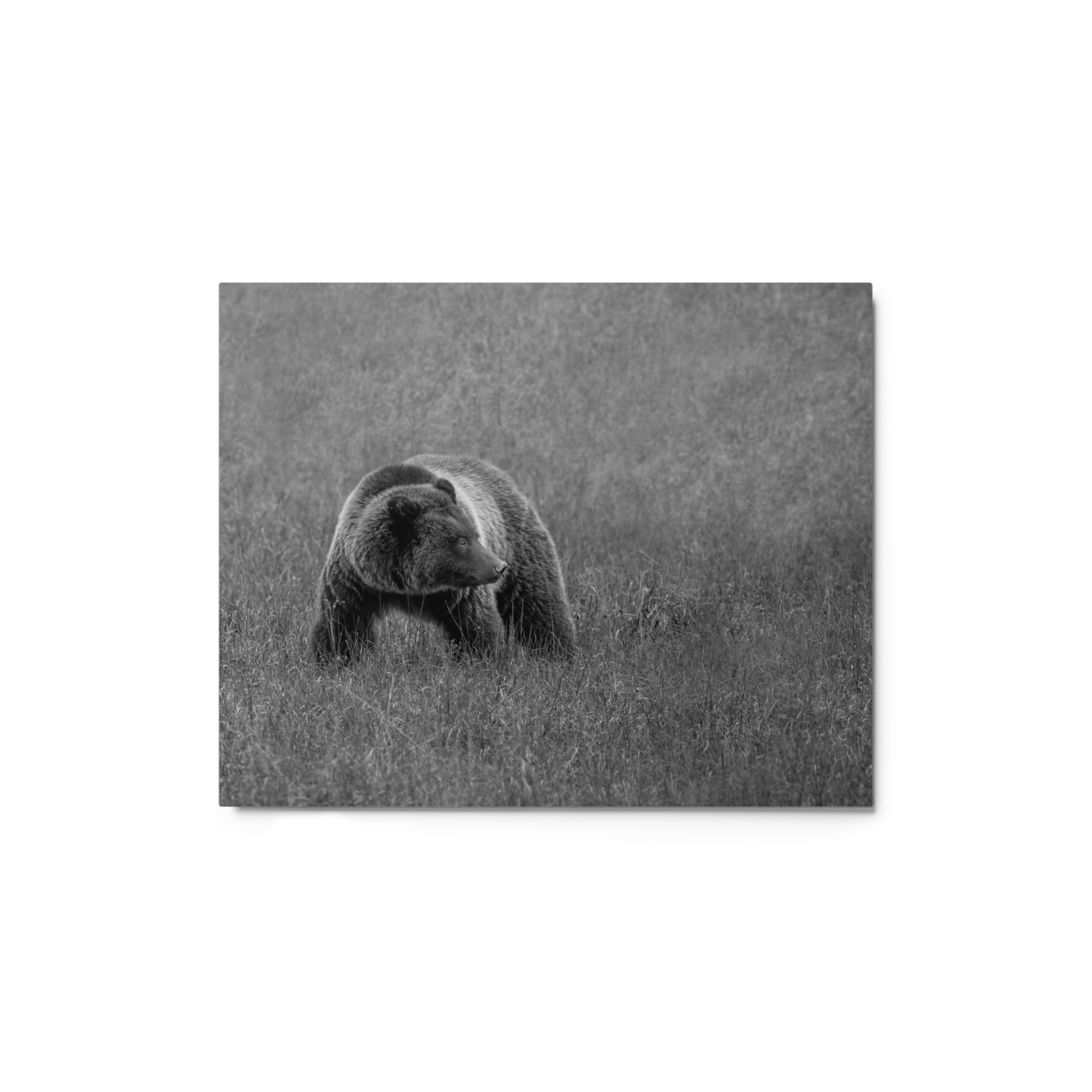 Grizzley bear on Alert! Metal prints