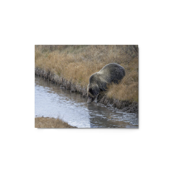 Grizzly bear quenching thirst! Metal prints