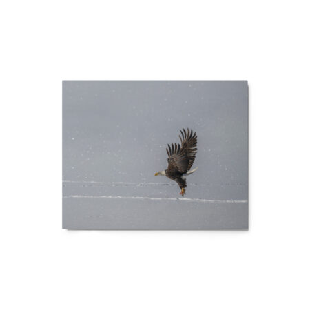Bald eagle hunting in snow! Metal prints