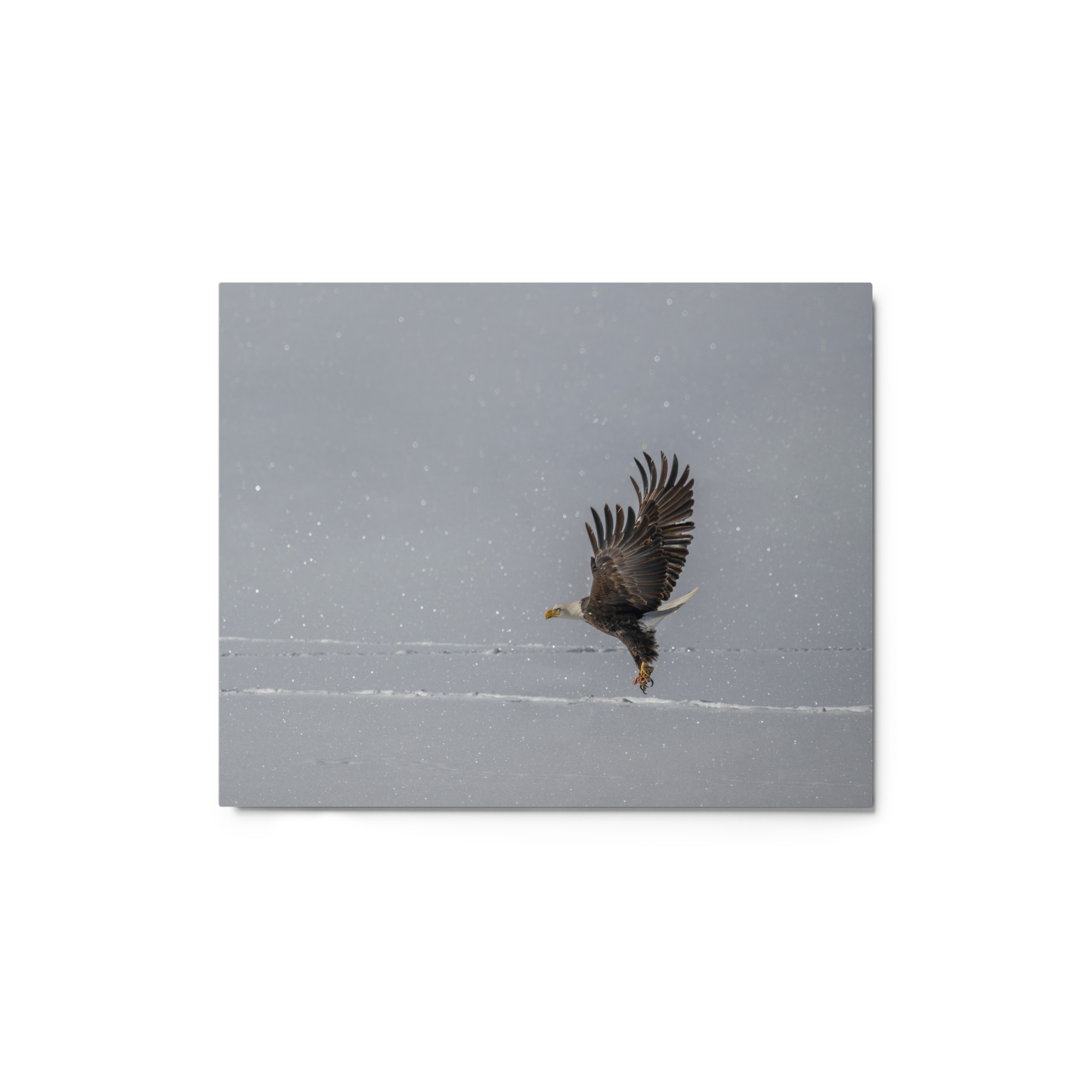 Bald eagle hunting in snow! Metal prints