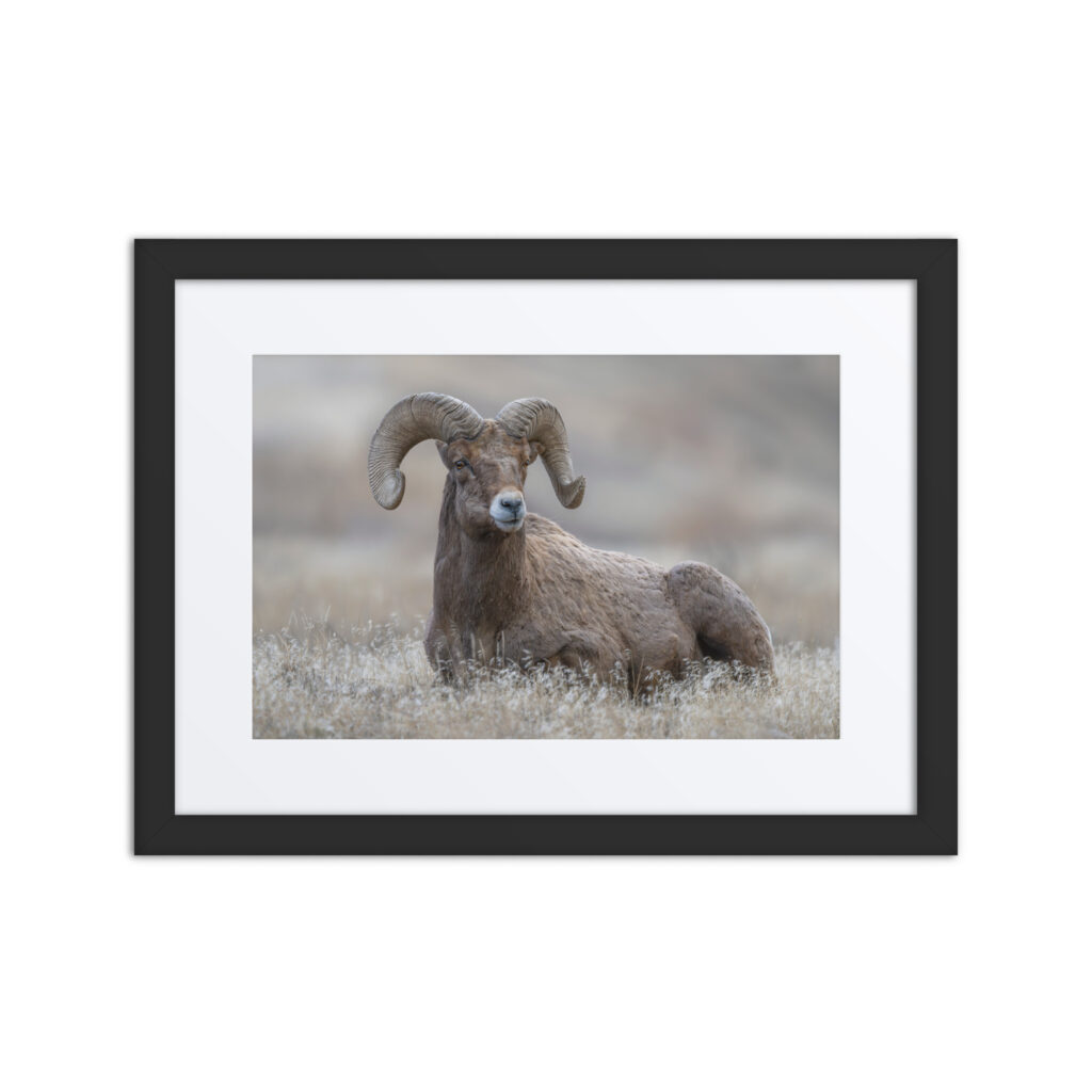 Monarch of Montana Meadows!Framed Mat poster