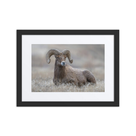 Monarch of Montana Meadows!Framed Mat poster