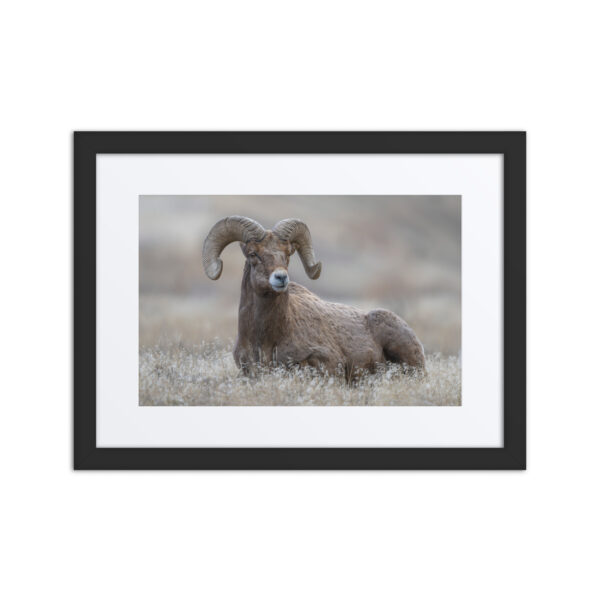 Monarch of Montana Meadows!Framed Mat poster