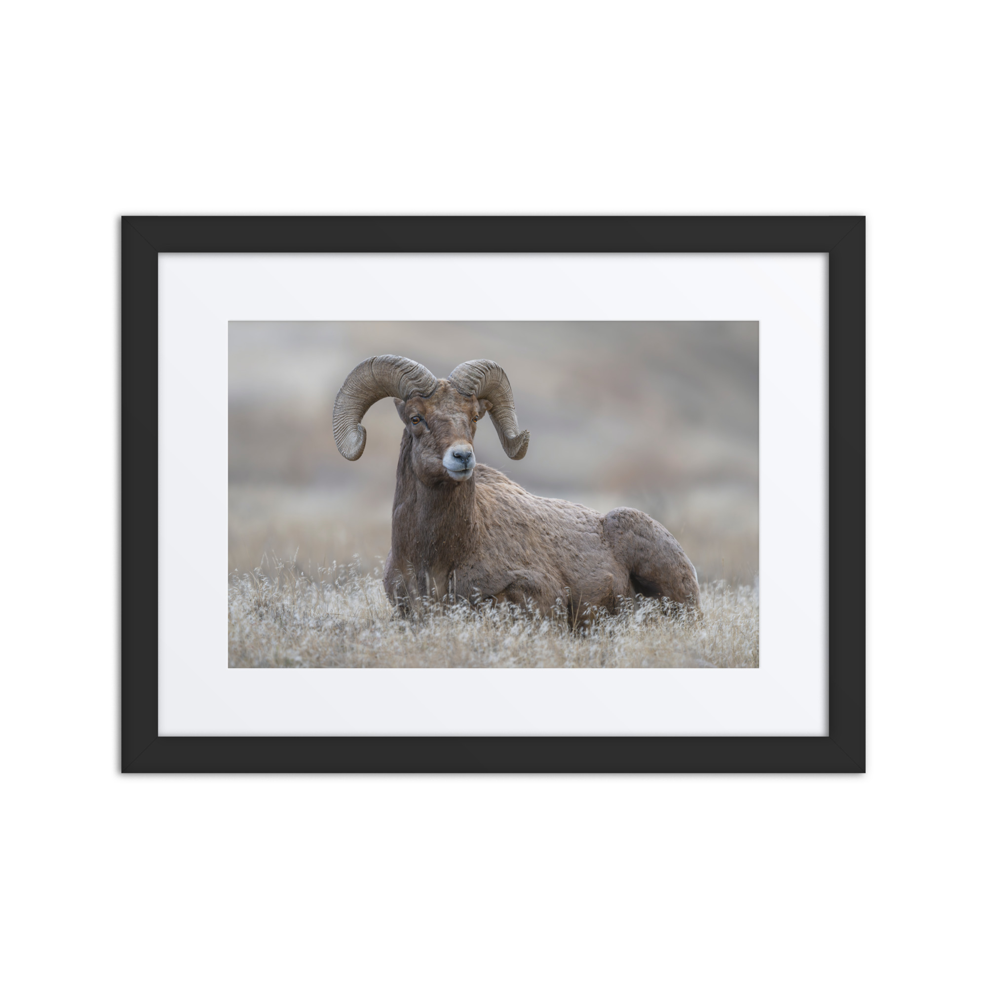 Monarch of Montana Meadows!Framed Mat poster