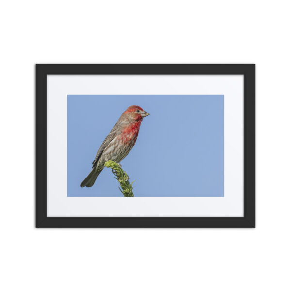 Male House Finch! Framed Mat poster