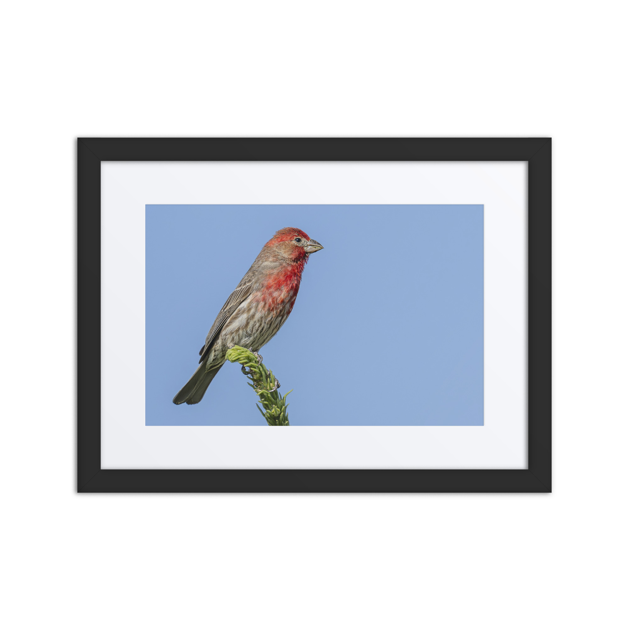 Male House Finch! Framed Mat poster