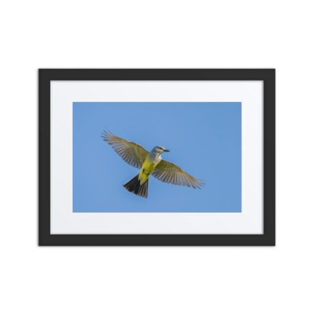 Western kingbird in flight! Framed Mat poster