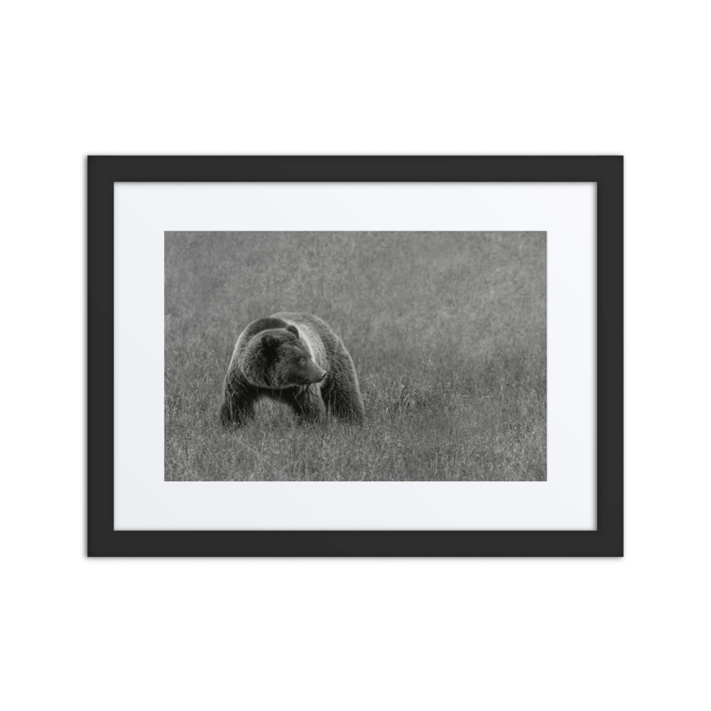 Grizzley bear on Alert! Framed poster