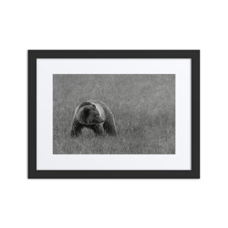Grizzley bear on Alert! Framed poster