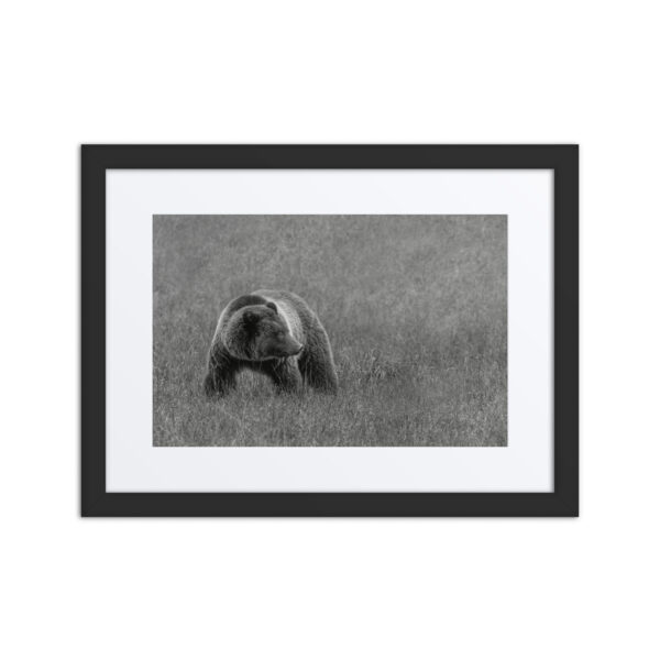 Grizzley bear on Alert! Framed poster