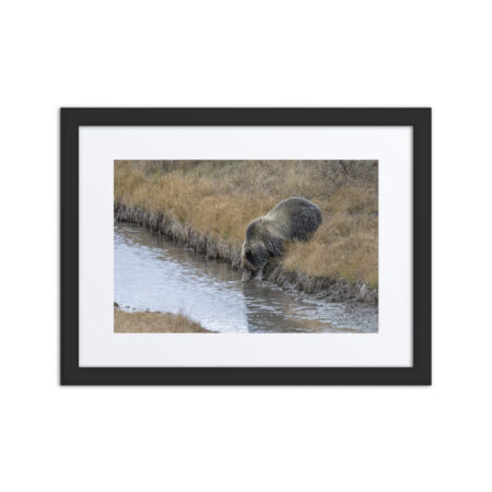 Grizzly bear quenching thirst! Framed Mat poster