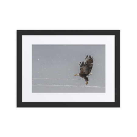 Bald eagle hunting in snow! Framed Mat poster