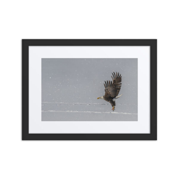 Bald eagle hunting in snow! Framed Mat poster
