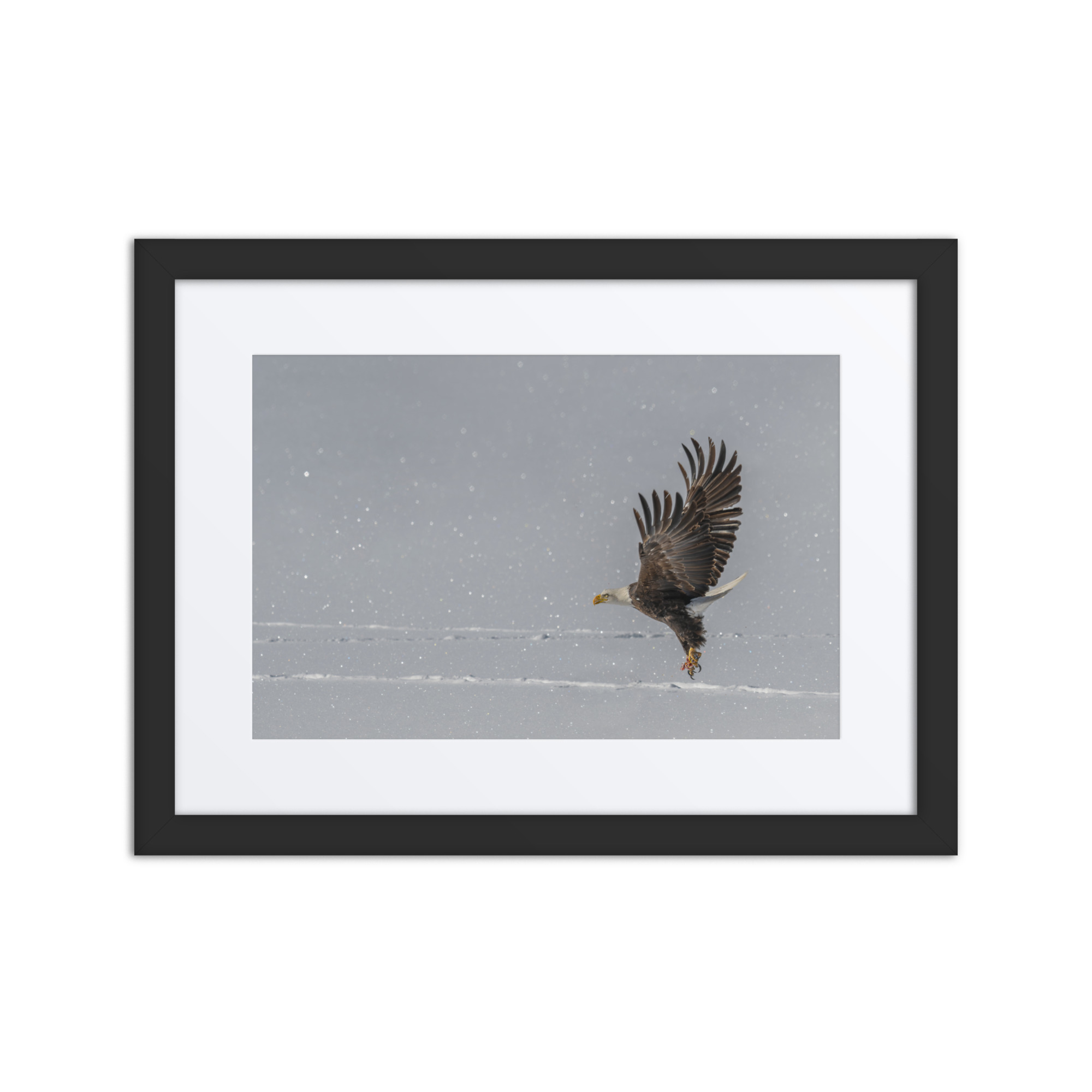Bald eagle hunting in snow! Framed Mat poster